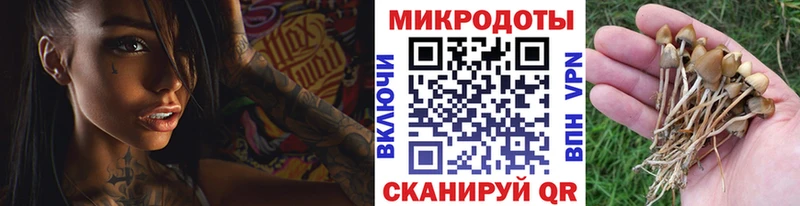 Купить где  Тырныауз  Псилоцибиновые грибы мицелий 